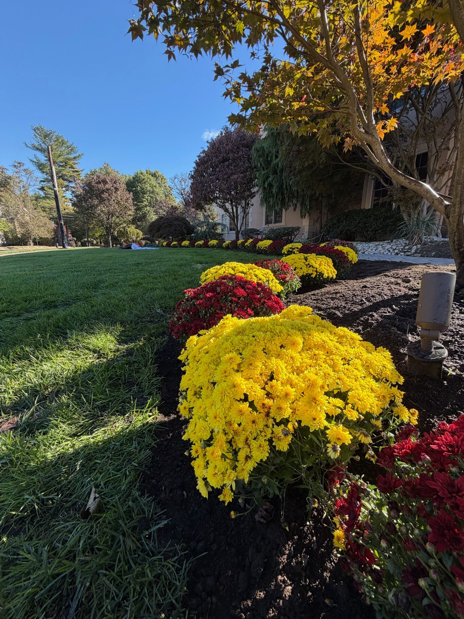 Yellow, red, and maroon chrysanthemums in a landscaped garden bed with green grass and fall foliage.