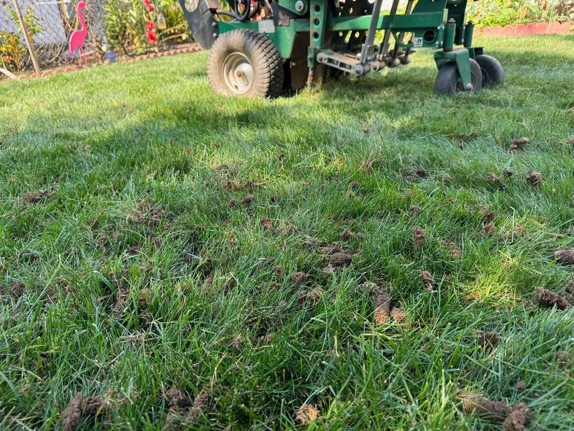 A lawn aerator on a green lawn, pulling plugs of soil.