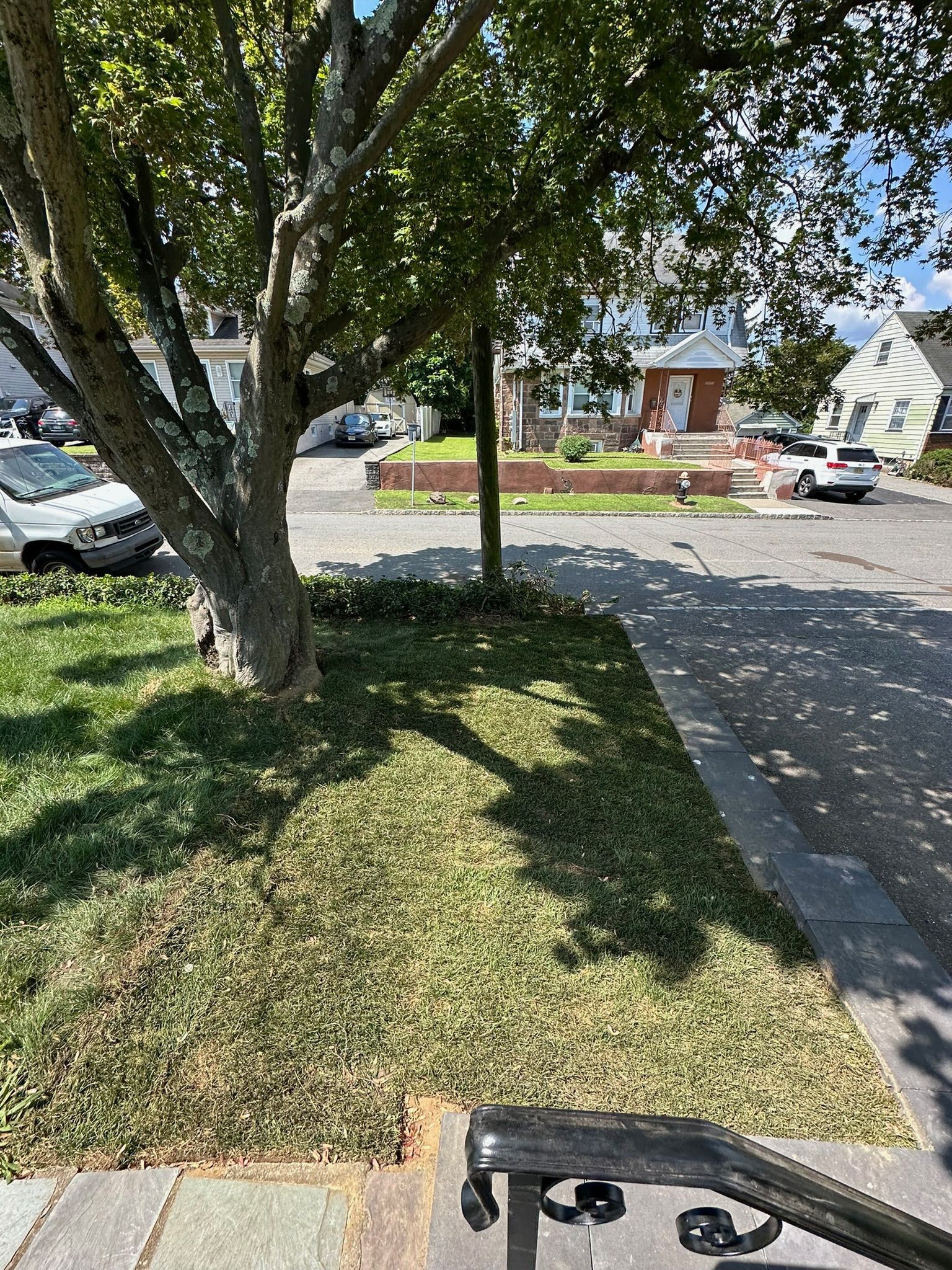Tree casts shadow on a low, green groundcover next to a sidewalk. Cars and houses are in the background.