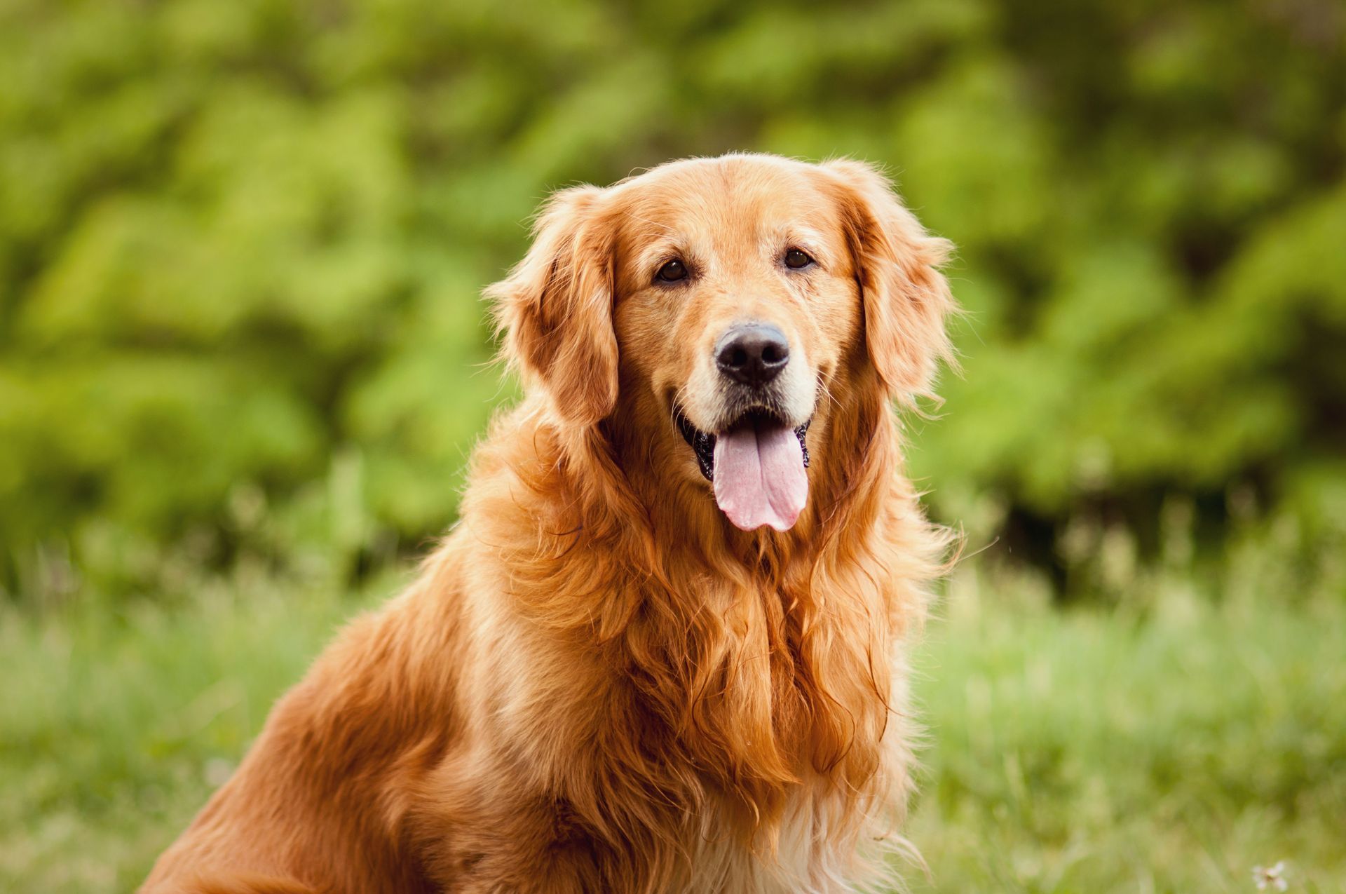 Golden retriever sitting on grass with tongue out, in front of a blurred green background