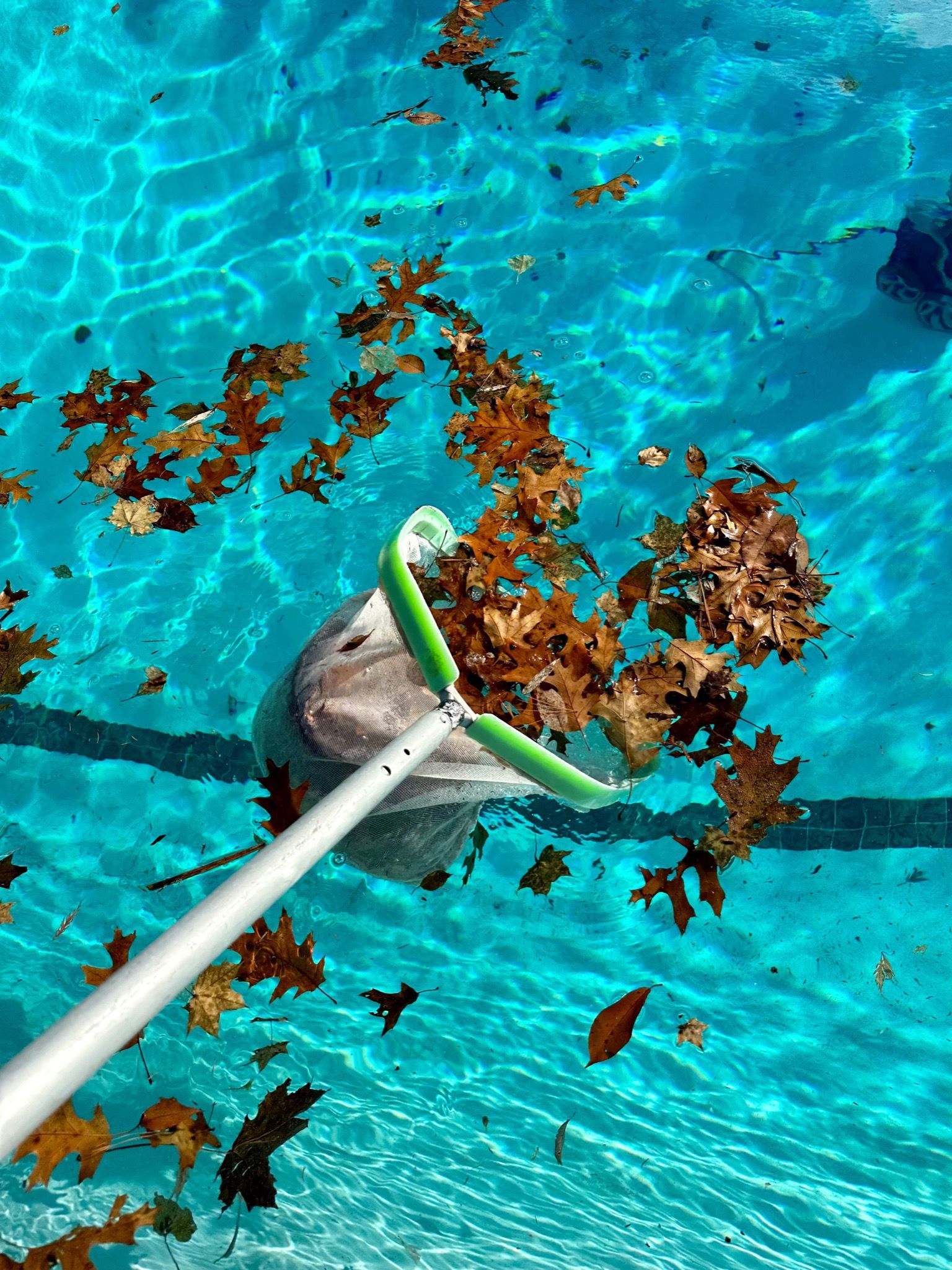 Cleaning swimming pool of fall leaves