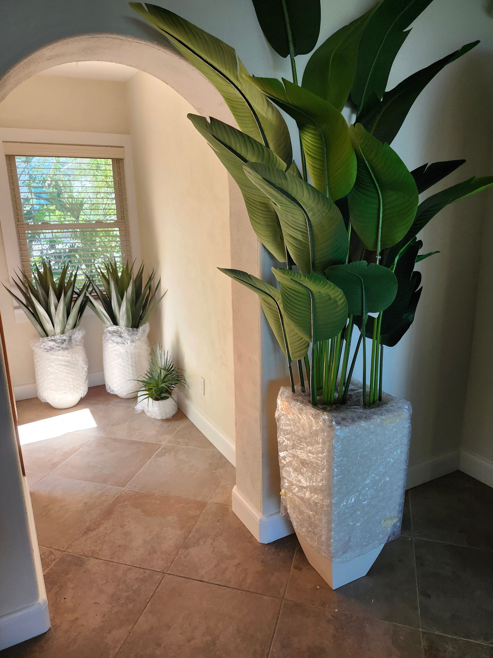 Tall potted plant in a white textured planter beside an archway, with several plants in the background.
