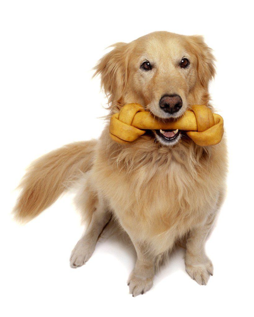 golden retriever dog with rawhide bone
