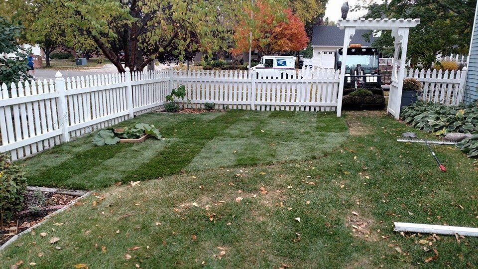 Lawn grass