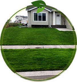 Lawn