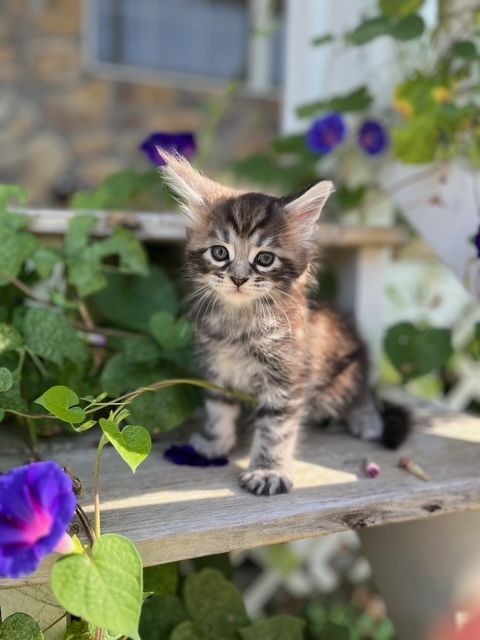 Maine coon kitten