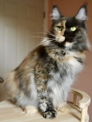 Bella