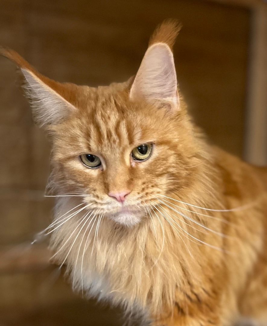 A close up of a fluffy orange cat looking at the camera.