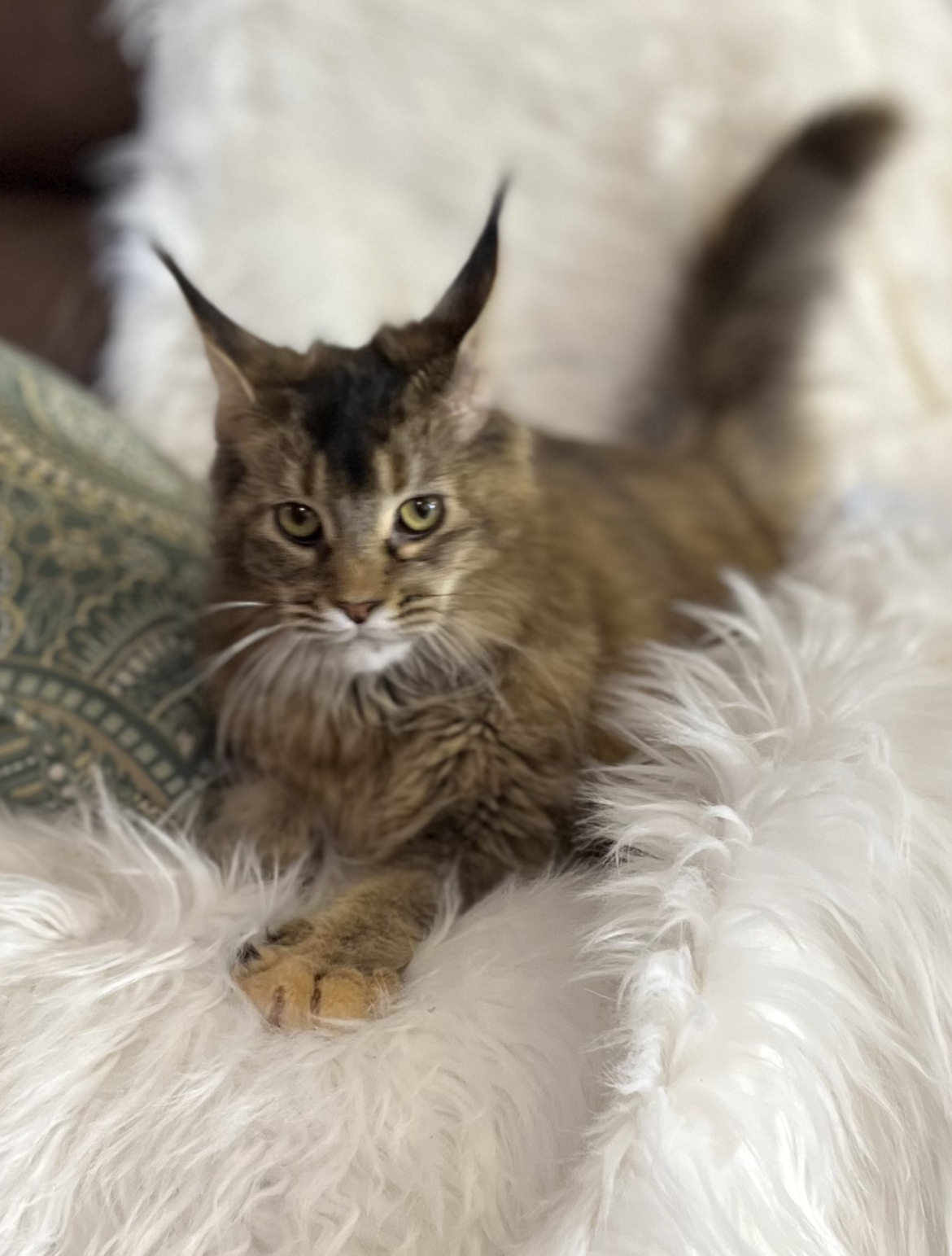 Bella