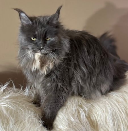 A gray cat is sitting on a white furry blanket.