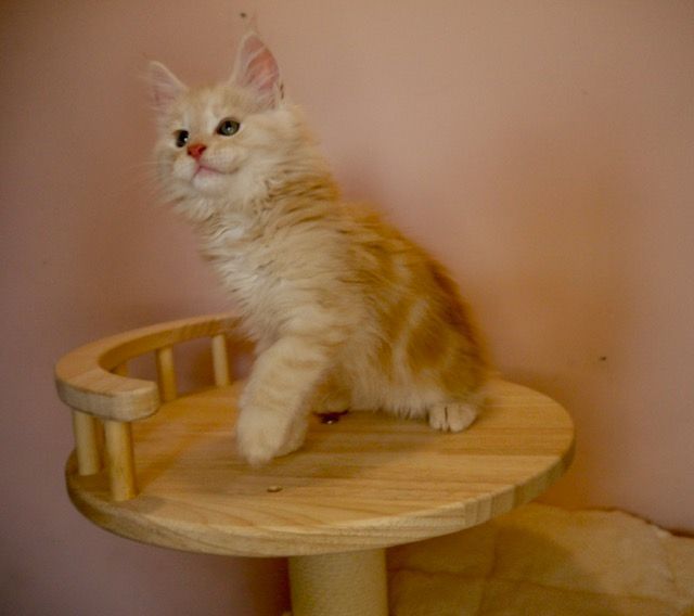 Maine coon kitten