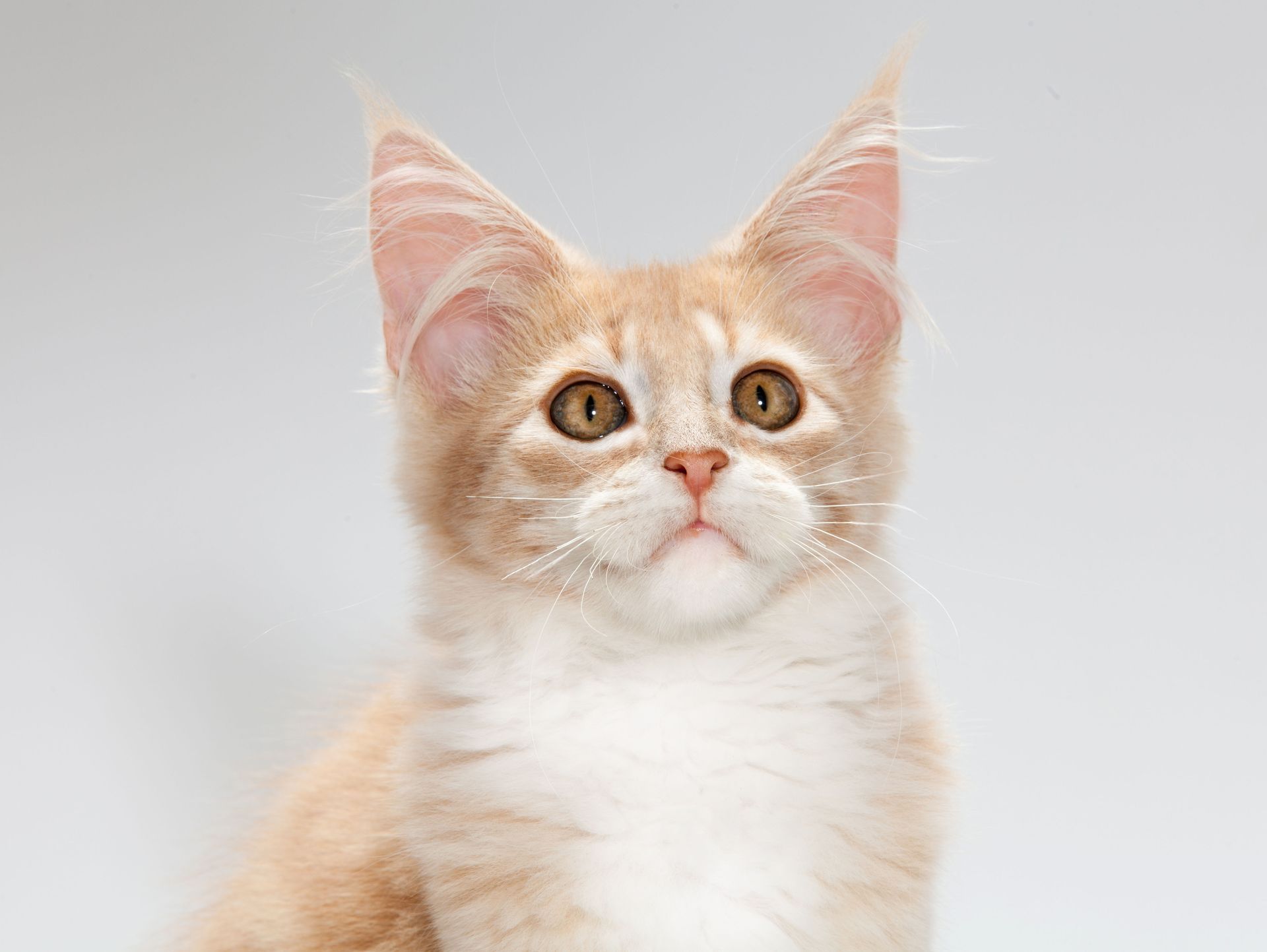 maine coon