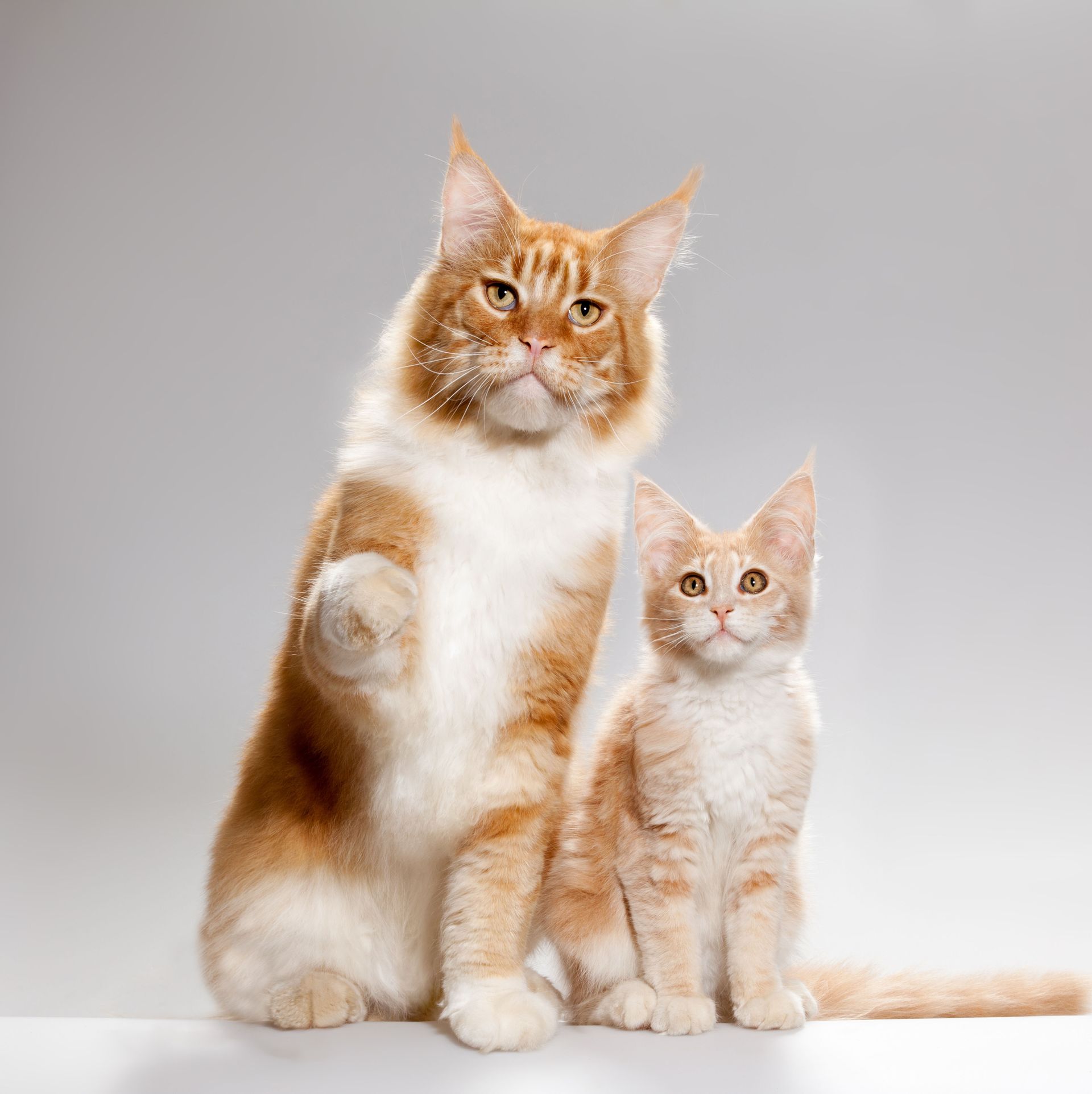Maine Coon accessories