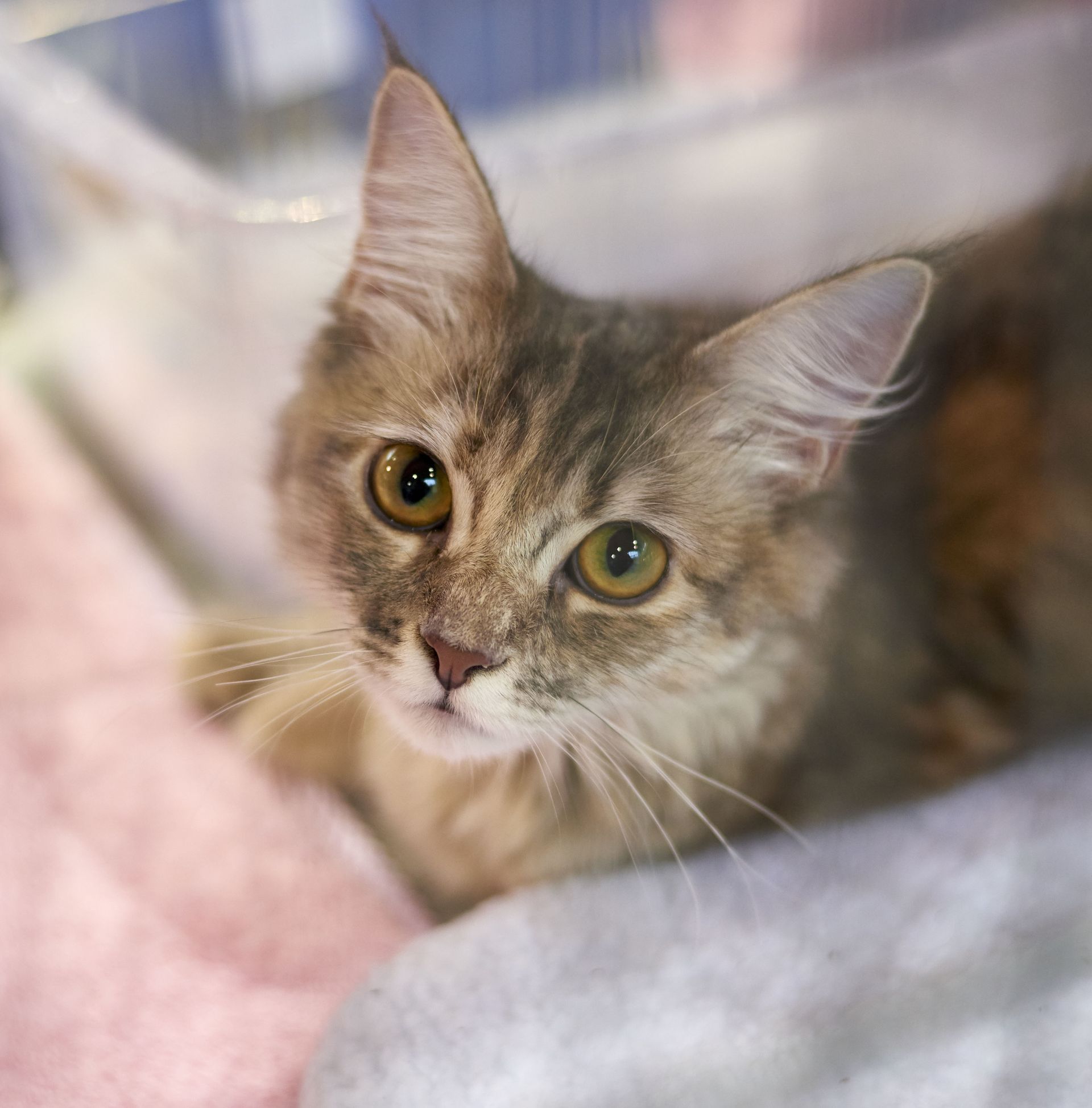 maine coon supply store