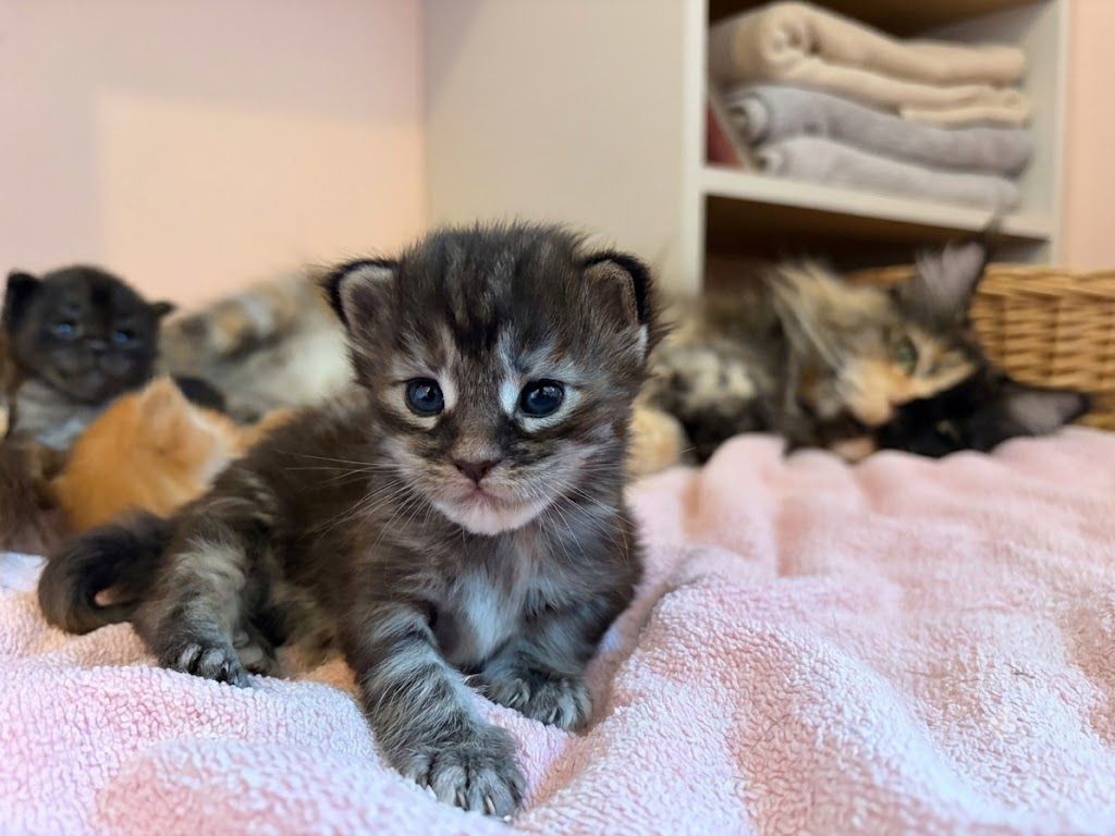 maine coons