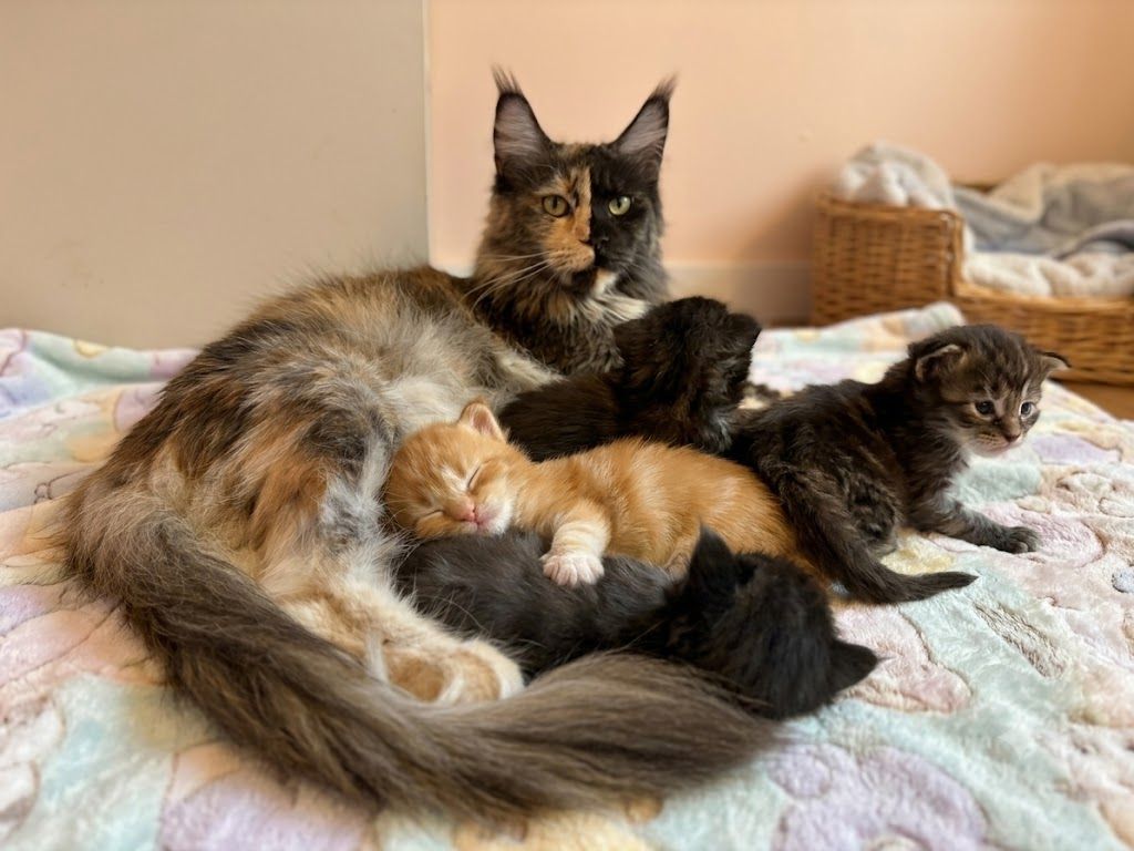 Maine Coon products