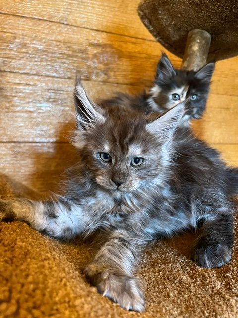 Maine Coon accessories