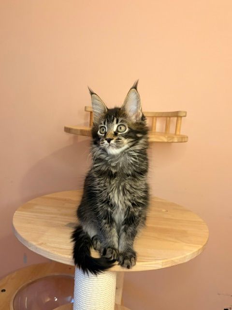Fluffy tabby kitten sitting on a round wooden cat perch against a peach wall.