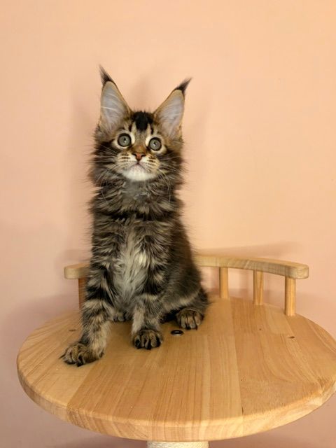 Fluffy tabby kitten sitting on a round wooden table against a pink wall