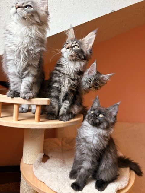 Three fluffy kittens on a cat tree against an orange wall, one standing and one peeking from the side