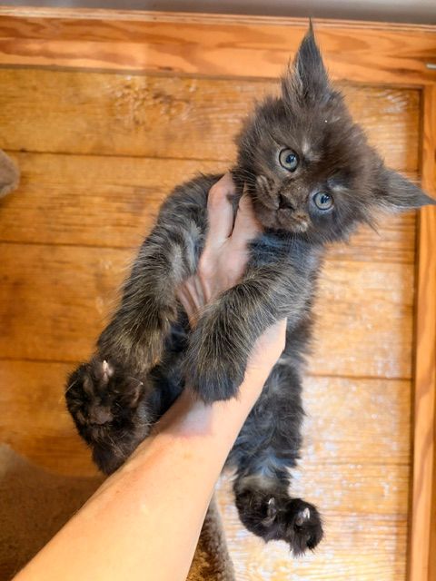 Small fluffy gray kitten being held up by a hand on a wooden floor