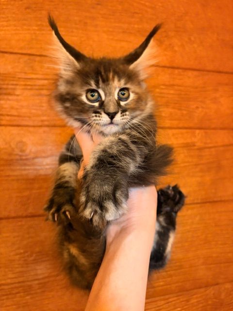 Fluffy tabby kitten being held up by a hand against a warm wooden background