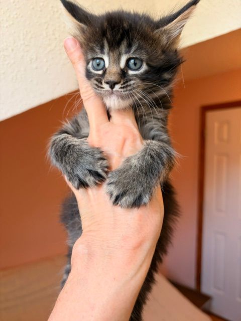 Tiny gray tabby kitten with blue eyes being held up by a hand indoors