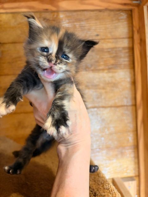 Tiny tortoiseshell kitten being held up by a hand against a wooden background, mouth open and paws outstretched
