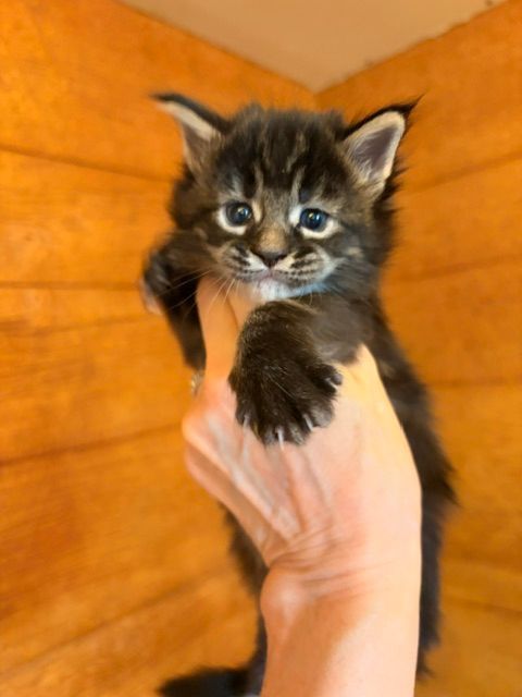 Tiny black-and-brown kitten being held up by a hand against a warm wooden background