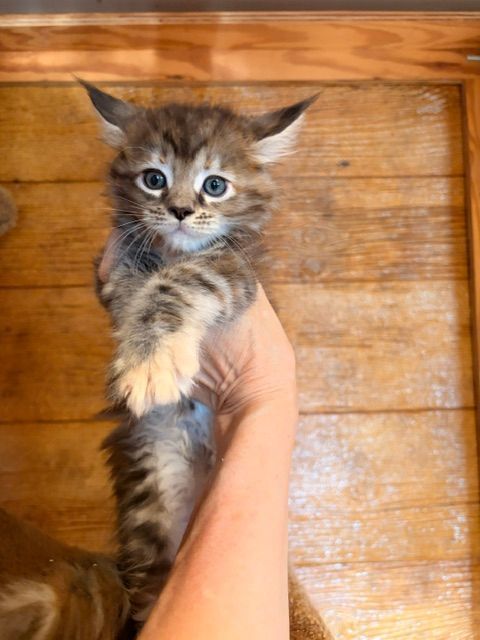 Tiny tabby kitten being held up by a hand against a wooden background.