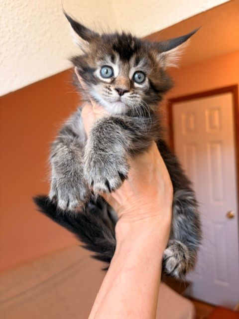Fluffy kitten with blue eyes being held up by a hand indoors near an orange wall and white door