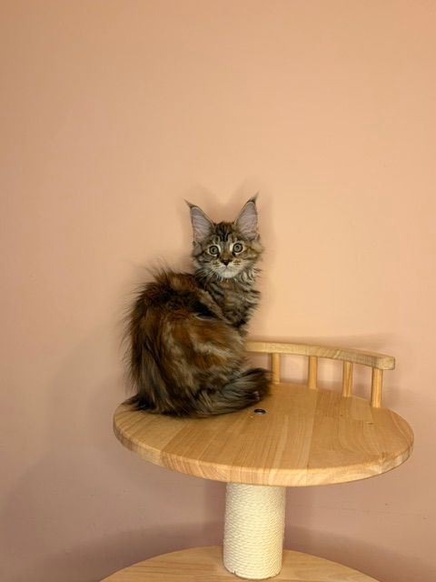 Long-haired tabby cat sitting on a round wooden cat perch against a pink wall