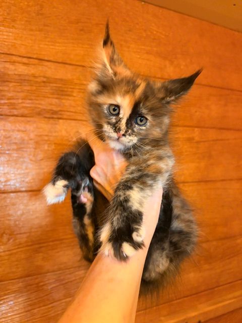 Tiny tortoiseshell kitten being held up by a hand against a wooden wall.