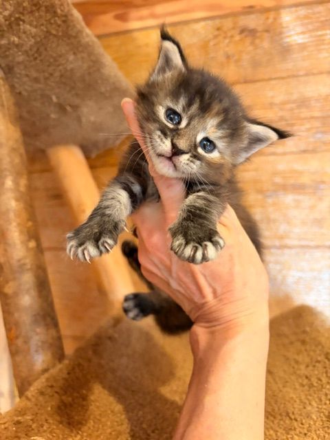 Tiny tabby kitten being held by a hand, with wide blue eyes and paws outstretched.