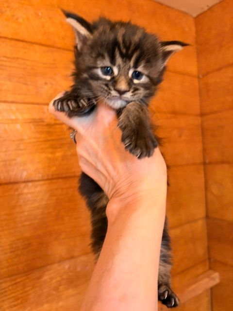 Tiny tabby kitten being held up by a hand against a wooden wall