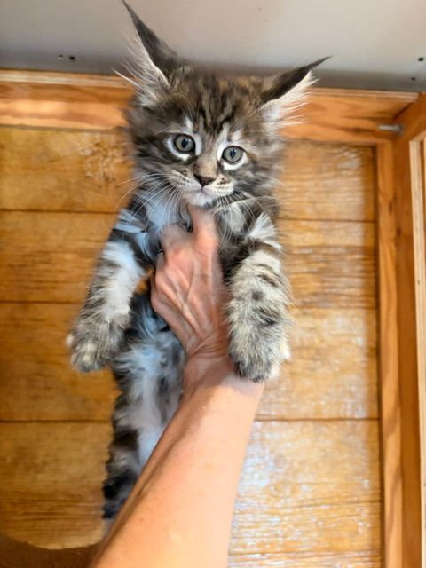 Fluffy gray tabby kitten being held up by a hand against a wooden wall.