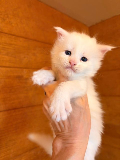Fluffy white kitten being held up by a hand against a warm brown background