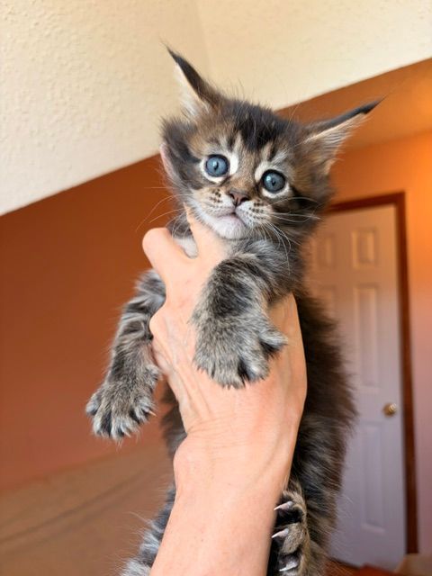 Tiny gray tabby kitten with blue eyes being held up indoors against an orange wall.