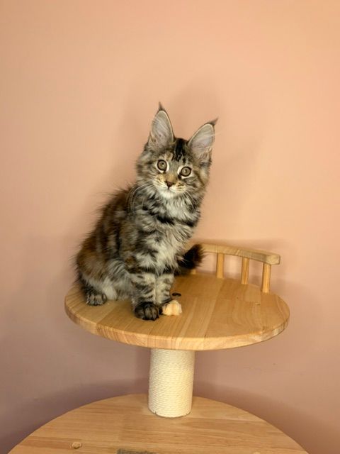 Long-haired kitten sitting on a wooden cat tree against a peach wall