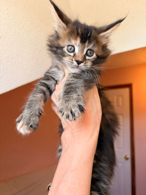 Fluffy tabby kitten being held up indoors, with wide eyes and paws dangling