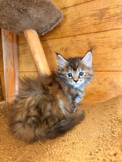 Fluffy brown and gray kitten sitting on a wooden floor, looking up with wide eyes
