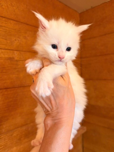 Small white fluffy kitten being held up by a hand against a warm wooden wall.