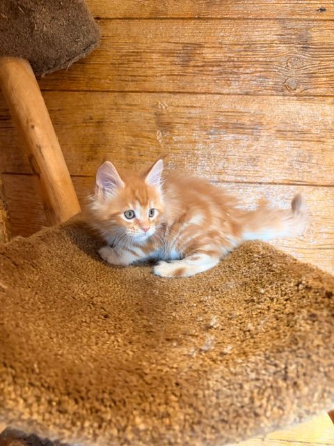 Orange kitten lying on a carpeted step against a wooden wall