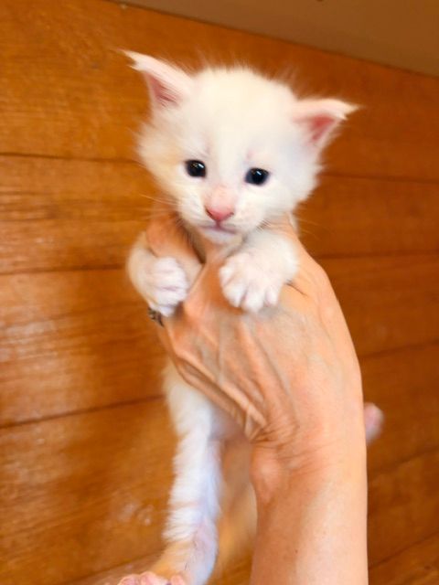 White kitten being held up by a hand against a warm wooden background.