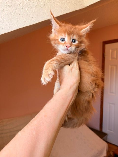Fluffy orange kitten being held up by a hand in a warm-toned room