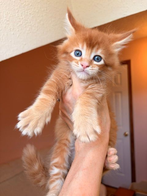 Fluffy orange kitten with blue eyes being held up indoors, paws dangling.