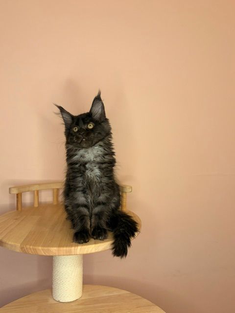 Black fluffy cat sitting on a round wooden cat tree against a peach wall.