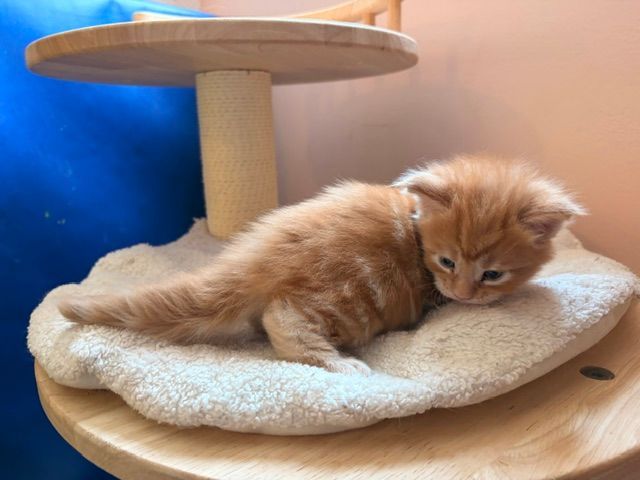 Orange kitten lying on a beige cat tree, resting beside a blue window panel.
