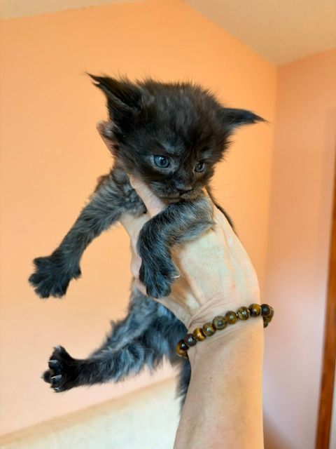 Tiny black fluffy kitten being held up by a hand against an orange wall