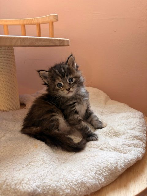 Tiny fluffy tabby kitten sitting on a cream cat bed beside a wooden cat tree, looking at the camera.